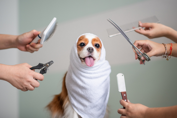 THE BENEFITS OF DOG GROOMING - fortunate pet